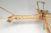 CollectionObject 1560550; NHMUK(SF IMPORT DUPLICATE) 845077, f306f22f-4091-40f0-8961-26225621a3ad: copyright Natural History Museum, London. female: head and thorax, lateral view (holotype). (CollectionObject).