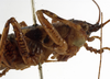 CollectionObject 1529605; 724b6fce-b214-429b-9e3e-574f423262d6: male head and pronotum, lateral view (syntype). (CollectionObject).
