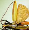 CollectionObject 1498827; b4f7727e-1f33-4456-9479-f8b186356cc6: 2012. male, dorsal view. (CollectionObject).