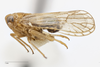 Habitus, lateral view: !! display not done !! on Pareuidella weedi (Van Duzee, 1897): (Observation).