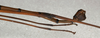 CollectionObject 1558824; 065bddb5-7bdc-4d45-a0f4-71872063bec0: copyright NMW, Vienna. female: end of abdomen, lateral view (lectotype). (CollectionObject).;CollectionObject 1558825; 6b311179-4c46-4aec-a818-9724cf93b847: copyright NMW, Vienna. female: end of abdomen, lateral view (syntype). (CollectionObject).