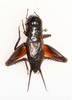 CollectionObject 1588815; 3a5a8c91-463f-46a0-8215-e6fc82749bf0, CASENT 19272: male, dorsal view (holotype). (CollectionObject).