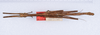 CollectionObject 1557059; c8974540-fb7c-4eb0-8b6a-845b988b2c3e: copyright ZMUH, Hamburg. male, dorsal view of Anisacantha difformis (syntype). (CollectionObject).;CollectionObject 1557060; f11b3972-192c-4031-b398-c47b261b475b: copyright ZMUH, Hamburg. male, dorsal view of Anisacantha difformis (syntype). (CollectionObject).;CollectionObject 1557061; e64ab6b8-4d03-4e84-a132-f4adcee7350b: copyright ZMUH, Hamburg. male, dorsal view of Anisacantha difformis (syntype). (CollectionObject).