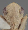 Head on Athysanella (Gladionura) falla Blocker & Johnson, 1990: Head. (Observation).