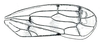 Forewing: Japananus hyalinus, forewing. (Observation).