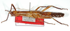 CollectionObject 1562196; ad04b91e-ecf7-4266-bdd9-5698d5a89151: copyright ZMB, Berlin. female (paratype). (CollectionObject).