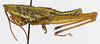 CollectionObject 1523759; 90b39ce3-9478-4253-a4b8-2dfbd6646222: male, lateral view (holotype of Cawendia kibara). (CollectionObject).