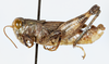 CollectionObject 1543724; 7db60091-d03d-4f7f-ba16-e5e370c48726: male, lateral view (holotype). (CollectionObject).