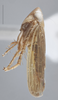Habitus, lateral view on Destria fumida (Sanders & DeLong, 1917): Lateral. Adult. (Observation).
