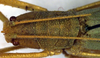 CollectionObject 1500386; 9d106984-e7f0-473a-b468-73108d4cac88, DORSA BTrhaacuHTF: female head and pronotum, dorsal view (holotype). (CollectionObject).