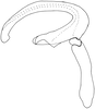 Aedeagus, lateral view on Bhatiahamus flabellatus (Shang & Shen, 2006): Aedeagus, lateral view. (Observation).