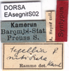 CollectionObject 1537630; b593c271-5ac5-49c2-8970-7ee110b65e74: labels (syntype). (CollectionObject).
