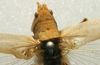 CollectionObject 1517113; 7afd28ad-0a23-41a5-8739-2159898a5b1c: male stridulatory apparatus (holotype). (CollectionObject).