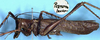 CollectionObject 1517439; f6b7cc4f-ae40-49c3-9cd3-f9f9f4ba071d: male, lateral view (holotype). (CollectionObject).