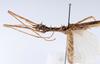 CollectionObject 1558792; 88921091-589b-4336-8908-a6ccde1ffbae: copyright ZMUH, Hamburg. male: head & thorax, lateral view (holotype). (CollectionObject).