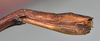 CollectionObject 1561672; NTUC 740, ef545296-ecab-4cdd-9e44-941d03968d60: copyright NTUC. female: end of abdomen, lateral view (holotype). (CollectionObject).