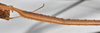 CollectionObject 1561672; NTUC 740, ef545296-ecab-4cdd-9e44-941d03968d60: copyright NTUC. female, fore femur (holotype). (CollectionObject).