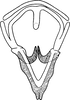 Aedeagus, ventral view on Chelidinus cinerascens Emeljanov, 1962: Aedeagus, ventral view. (Observation).