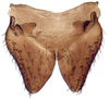 Subgenital plate: !! display not done !! on Penthimia americana Fitch, 1851: Penthimia americana, subgenital plates, ventrally (INHS). (Observation).
