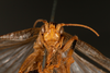 CollectionObject 1585402; d74bb343-6f92-4fac-84d1-8b8cbe4a9694: male, anterior view (syntype). (CollectionObject).