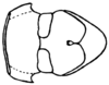 Rhammatocerus viatorius viatorius (Saussure, 1861): Fig. 42D. male, sternum. (Otu).