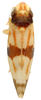 Habitus, dorsal view: !! display not done !! on Erythroneura tricincta Fitch, 1851: Habitus (OSU collection). (Observation).
