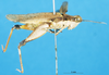 CollectionObject 1580262; e71a7e10-20d1-4130-b838-6d2678070b25: male, lateral view (paralectotype). (CollectionObject).
