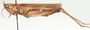 Oxybothrus punctifrons Uvarov, 1953: lateral view. (Otu).