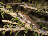 Physemophorus sokotranus (Burr, 1898): male asleep in a bush (Wadi Ayhaft, Socotra, Yemen). (Otu).