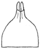 Callimenellus ferrugineus (Brunner von Wattenwyl, 1895): Fig. 157 (same as Fig. 153 in Beier 1954). male subgenital plate (3.5 mm, styli 1 mm). (Otu).