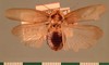 Panchlora alcarazzas (Serville, 1838): Copyright UMO, Oxford. Type, dorsal view. (Otu).