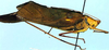 Tetraconcha fenestrata Karsch, 1890: male, lateral view (Cameroon, Victoria). (Otu).