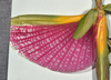 CollectionObject 1598207; 16da7e3c-e216-4569-af60-a01c40335e37, QM T246616: copyright QM. female hindwing (holotype). (CollectionObject).