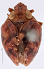 Habitus, dorsal view on Amnisa singularis Stål, 1862: (Observation).