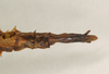 CollectionObject 1562109; NHMUK(SF IMPORT DUPLICATE) 844567, 373952ad-9694-4b07-a526-0d826aa0dc25: copyright Natural History Museum, London. female: end of abdomen, ventral view (holotype). (CollectionObject).