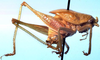 CollectionObject 1537344; d77634d5-a054-43d9-80f3-5779192a0d99: male, lateral view (holotype). (CollectionObject).