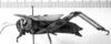 CollectionObject 1529629; c046166a-18dc-47b4-96fa-5ec5c757b6ca: Image Carbonell, C.S. female, lateral view (holotype of Acridium nigroconspersum). (CollectionObject).