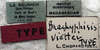CollectionObject 1539820; aa34da54-68ae-4942-9610-98d529246d70: labels (holotype). (CollectionObject).