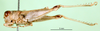 CollectionObject 1501097; efe52968-1711-46a1-afb2-ef995a47b521: male, lateral view (lectotype). (CollectionObject).