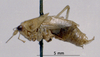 CollectionObject 1503157; a1cae345-b50b-474c-aebd-484673ded7e0: male, lateral view (syntype). (CollectionObject).