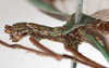 CollectionObject 1562149; NMW 150, 77f8ec9a-8c3d-4893-8a13-edf1d0127e00: copyright NMW, Vienna. female: head & thorax, lateral view (holotype). (CollectionObject).