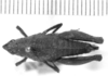 CollectionObject 1525614; 98c37e29-4a2b-48c4-b05d-3dca91130f83: female, dorsal view (holotype). (CollectionObject).