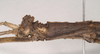 CollectionObject 1561546; NHMUK(SF IMPORT DUPLICATE) 845190, 9a44f9b5-bc60-4c86-8260-ef9e453133ea: copyright Natural History Museum, London. female: head and thorax, lateral view (holotype). (CollectionObject).