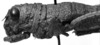 CollectionObject 1507330; 981994b1-ae20-4ce3-abe5-c7f9d08179e4: Image Carbonell, C.S. female head and pronotum, lateral view (holotype). (CollectionObject).