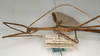 CollectionObject 1557179; 05742aea-1eb3-4dcd-8a41-abf434718376: copyright NMW, Vienna. male: head and thorax, lateral view (syntype). (CollectionObject).;CollectionObject 1557180; e6f245ef-e531-4bc4-848c-e42120af3f4f: copyright NMW, Vienna. male: head and thorax, lateral view (syntype). (CollectionObject).