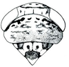 Head on Aligia Ball, 1907: Aligia jucunda, head, pronotum, and mesonotum, dorsally. (Observation).