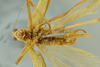 CollectionObject 1532815; 8d2dffe3-973e-4186-bec6-3542734fff5e, NMW 10.727: male head, thorax and abdomen, ventral view (lectotype). (CollectionObject).