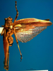 CollectionObject 1501739; DORSA BTpoeannS06, bc6375f2-96fe-4113-9970-d9c26ce41e45: male, dorsal view. (CollectionObject).