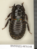 CollectionObject 1572947; 0abcefc7-403f-4167-b12f-68a3ecb60bdb: Copyright Natural History Museum, London. Non-type (adult female) in BM(NH). Dorsal view. (CollectionObject).