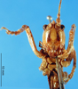 CollectionObject 1502149; 86f71904-2300-40d8-9a46-0ae9ce868b3f: male, frontal view (syntype of Anthracites kilimandjaricus). (CollectionObject).